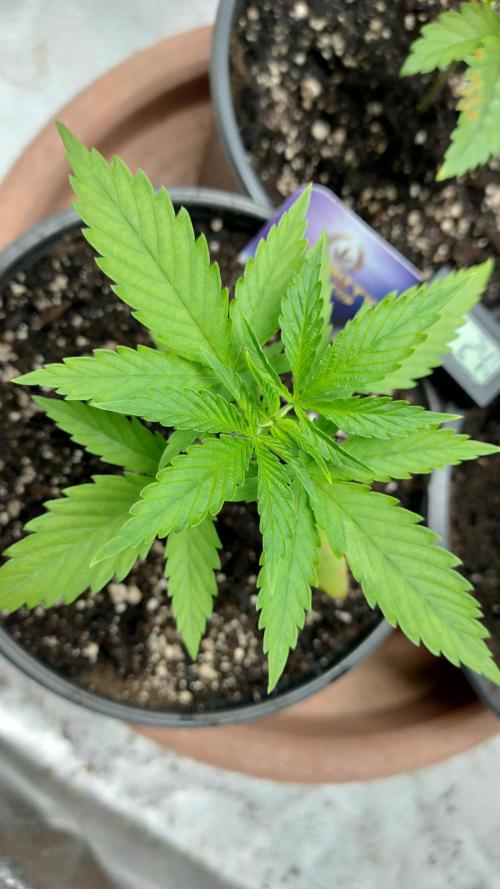 Eternity Grow Cup 2026. Week 3