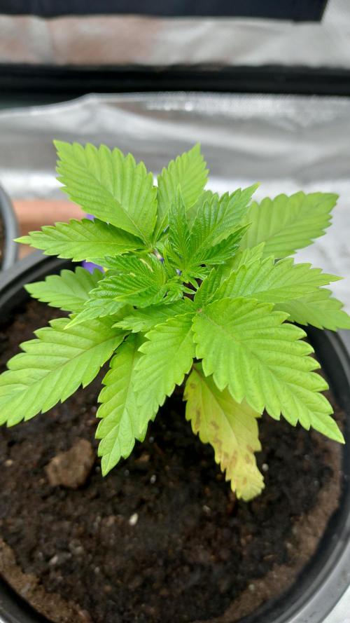 Eternity Grow Cup 2026. Week 3