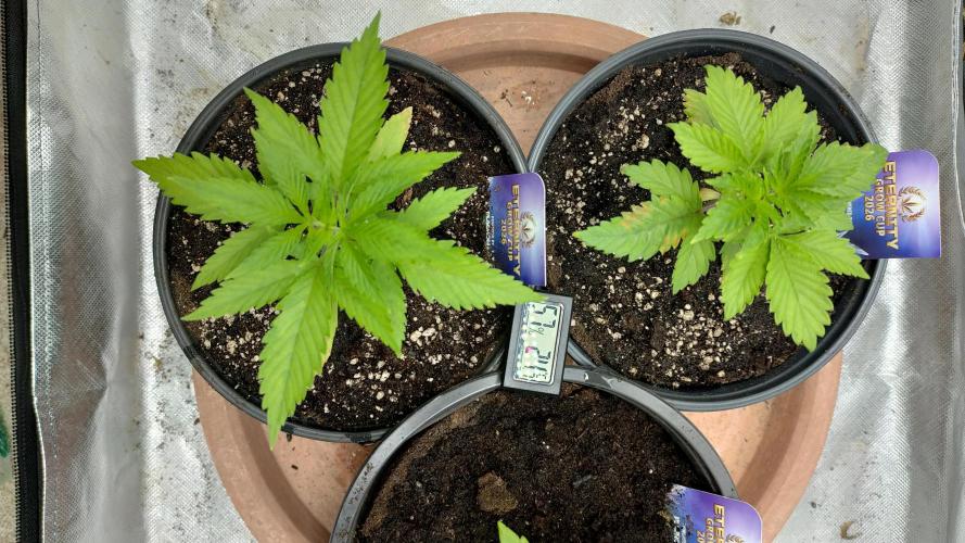 Eternity Grow Cup 2026. Week 3