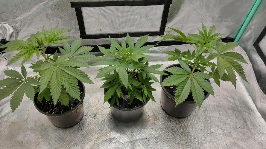 Eternity Grow Cup 2026. Week 4