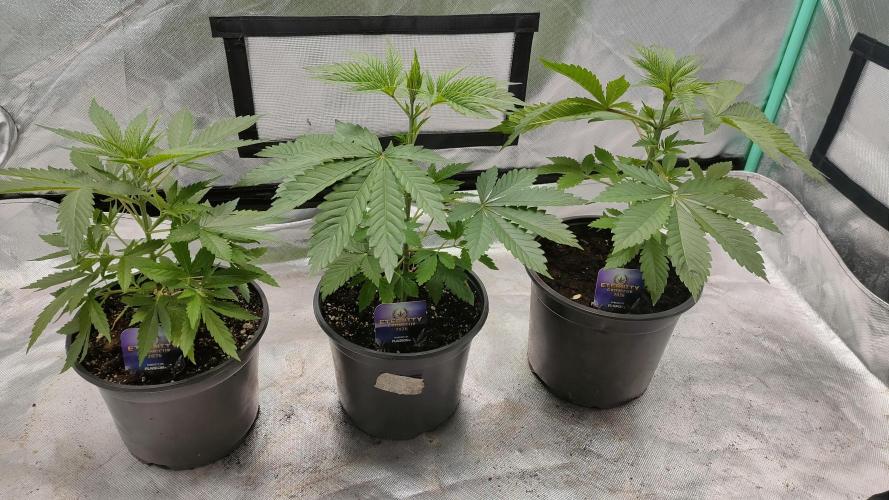 Eternity Grow Cup 2026. Week 4