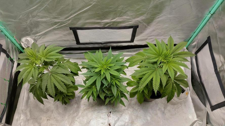 Eternity Grow Cup 2026. Week 5 - All 3 ladies.
2 similar phenos on the far right and far left.