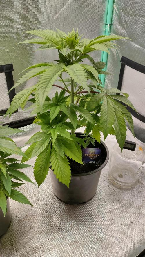 Eternity Grow Cup 2026. Week 5 - This pheno has very big leaves and is quite tall with little branching.