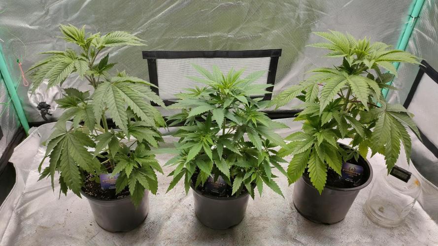 Eternity Grow Cup 2026. Week 5 - Side view of all 3. 