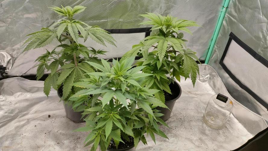 Eternity Grow Cup 2026. Week 5