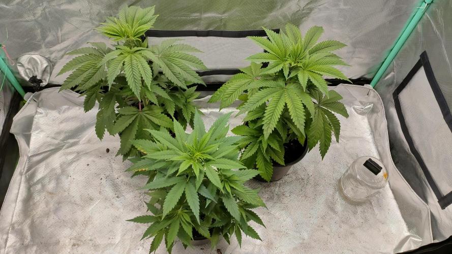 Eternity Grow Cup 2026. Week 5