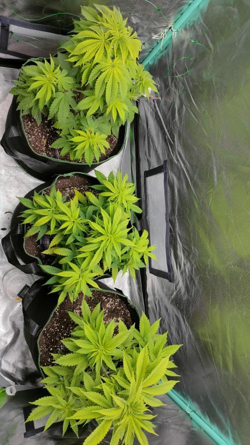 Eternity Grow Cup 2026. Week 6