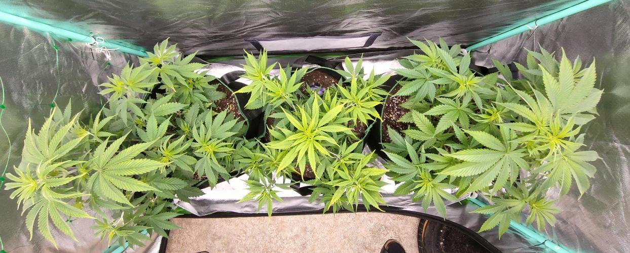 Eternity Grow Cup 2026. Week 7