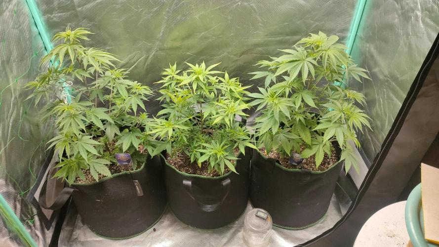 Eternity Grow Cup 2026. Week 7