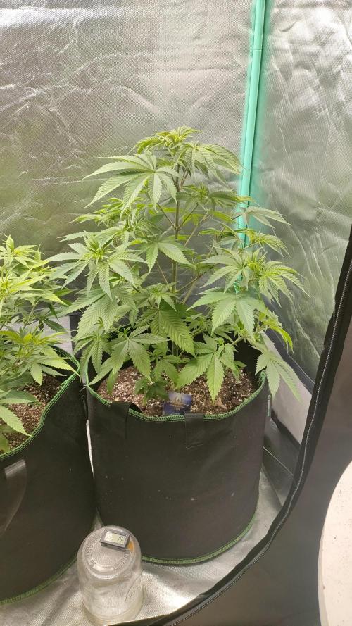 Eternity Grow Cup 2026. Week 7