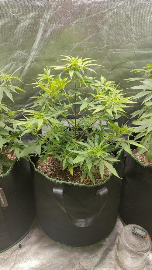 Eternity Grow Cup 2026. Week 7