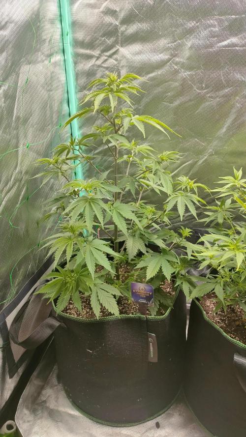 Eternity Grow Cup 2026. Week 7