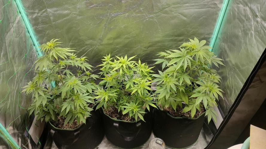Eternity Grow Cup 2026. Week 7