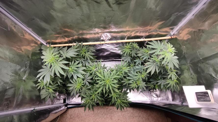 Eternity Grow Cup 2026. Week 8