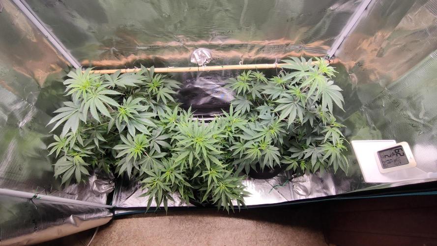 Eternity Grow Cup 2026. Week 8