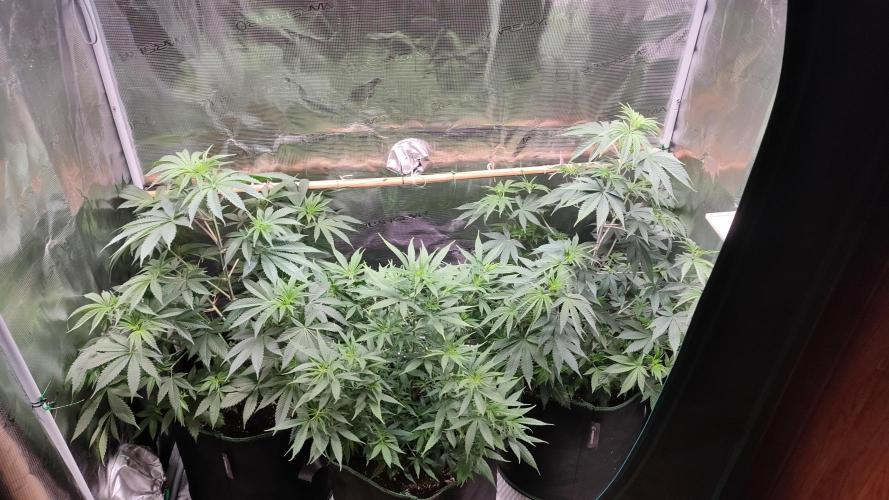 Eternity Grow Cup 2026. Week 8