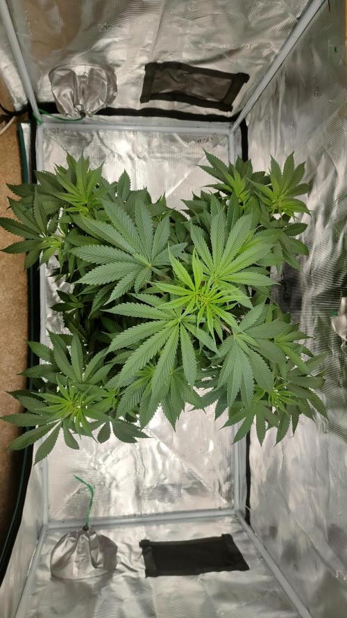 Eternity Grow Cup 2026. Week 8