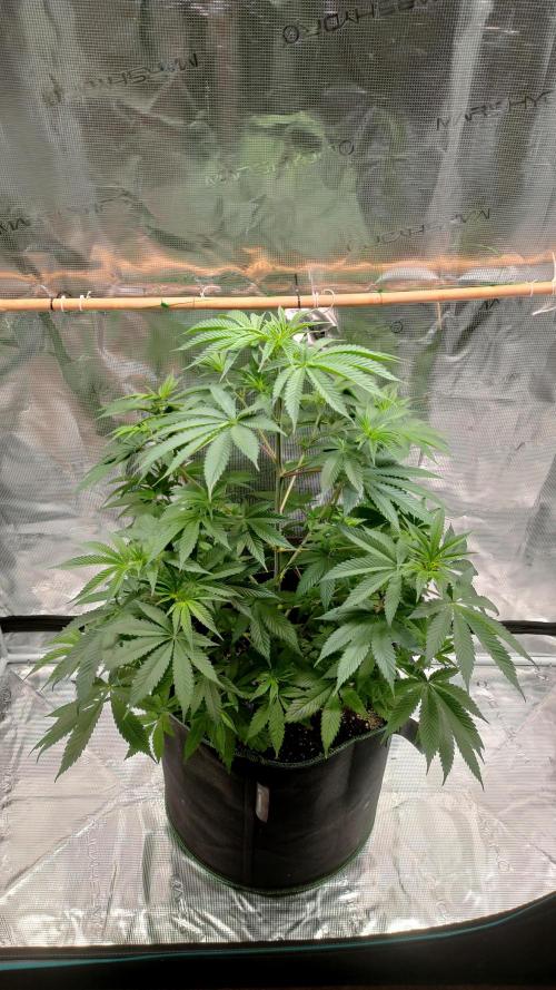 Eternity Grow Cup 2026. Week 8