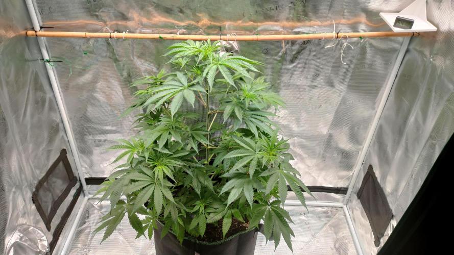 Eternity Grow Cup 2026. Week 8