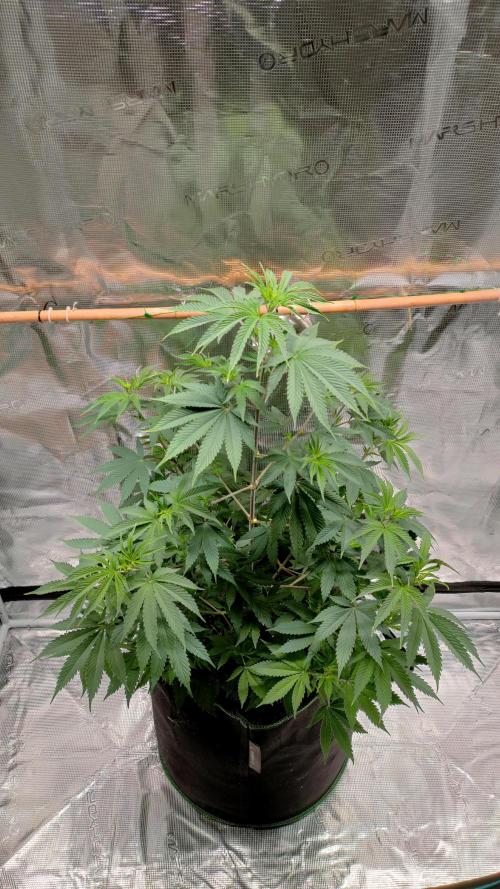 Eternity Grow Cup 2026. Week 8