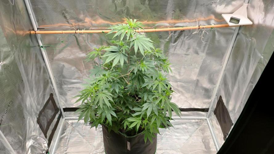 Eternity Grow Cup 2026. Week 8