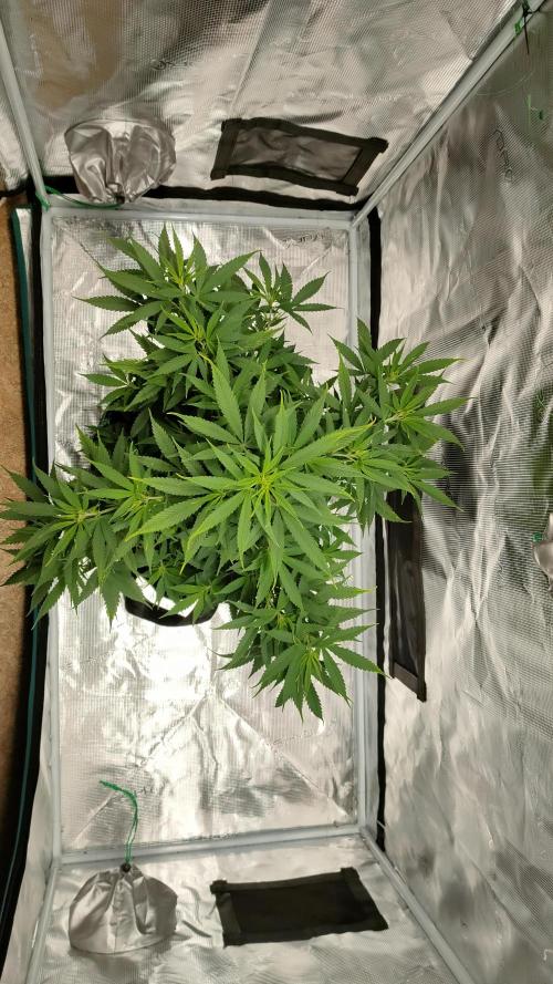 Eternity Grow Cup 2026. Week 8