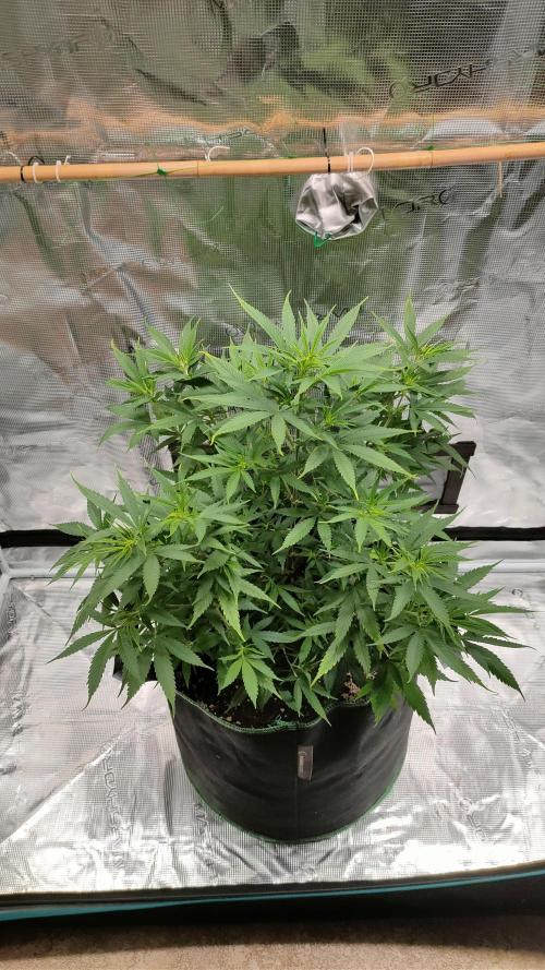 Eternity Grow Cup 2026. Week 8