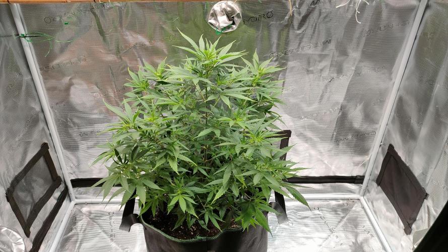 Eternity Grow Cup 2026. Week 8