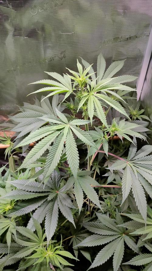 Eternity Grow Cup 2026. Week 9