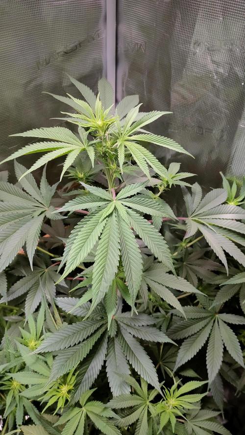 Eternity Grow Cup 2026. Week 9