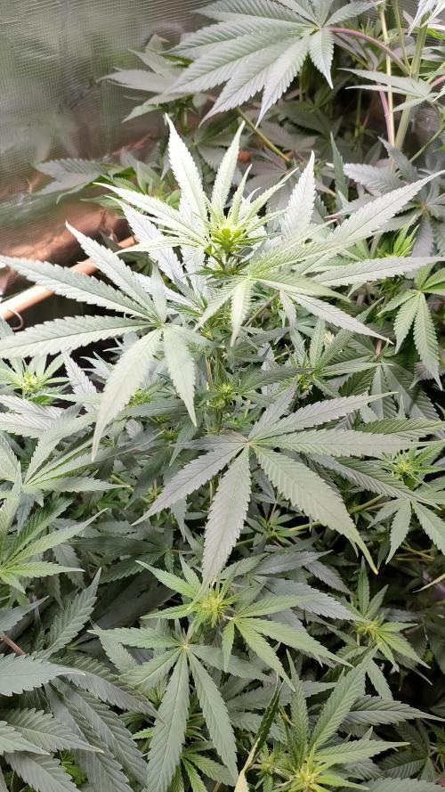 Eternity Grow Cup 2026. Week 9