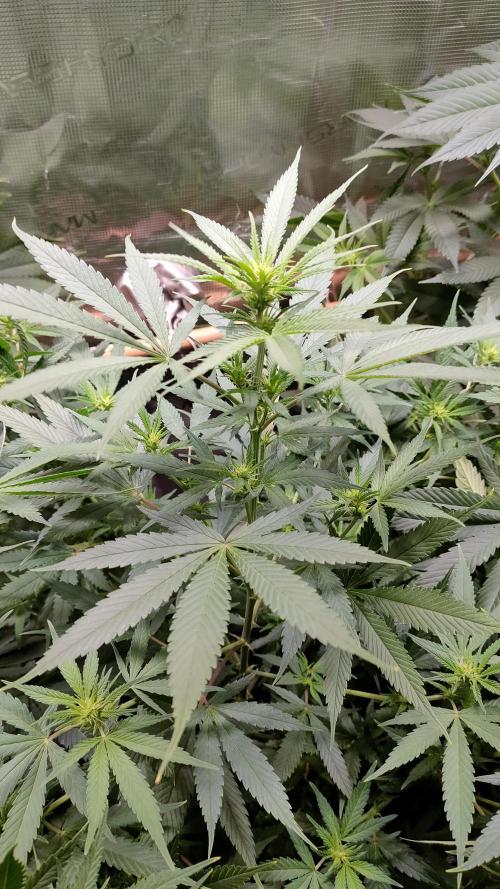 Eternity Grow Cup 2026. Week 9