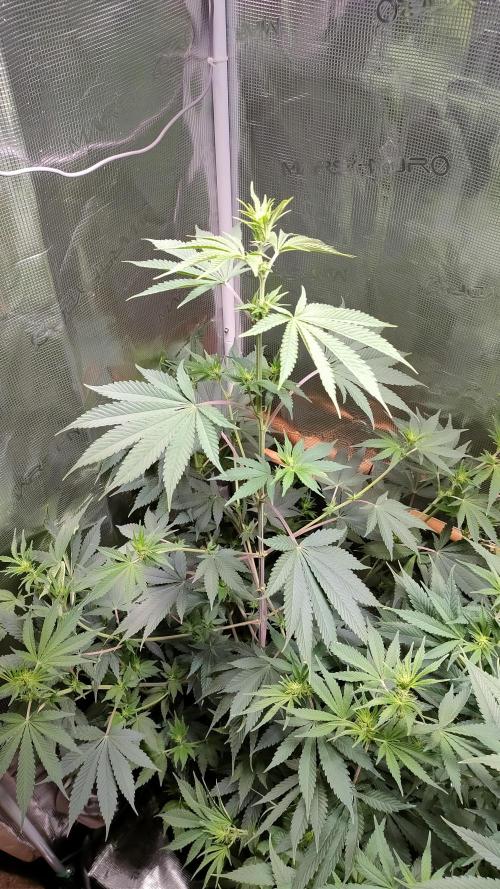 Eternity Grow Cup 2026. Week 9