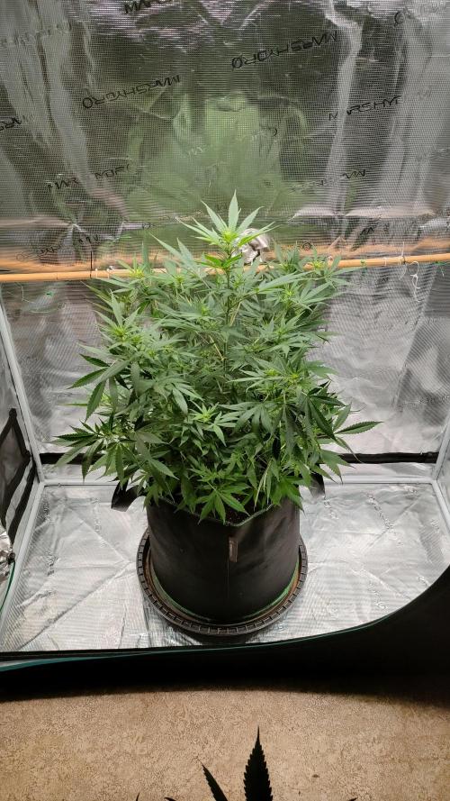 Eternity Grow Cup 2026. Week 9