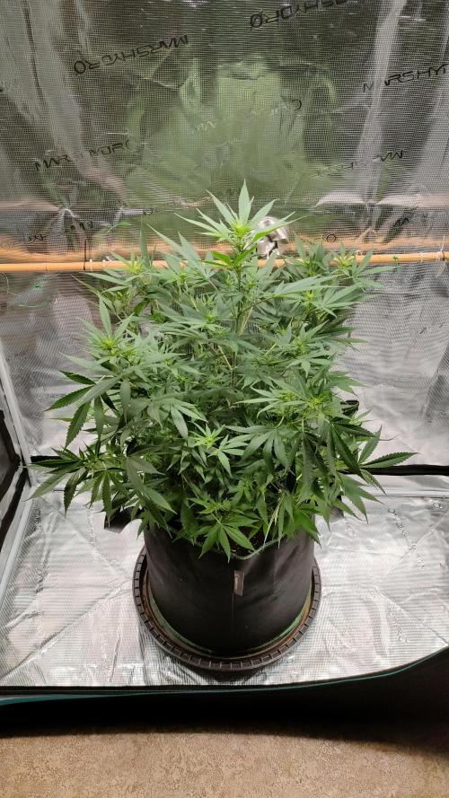 Eternity Grow Cup 2026. Week 9 - Smallest plant: 70 cm