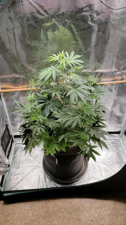 Eternity Grow Cup 2026. Week 9