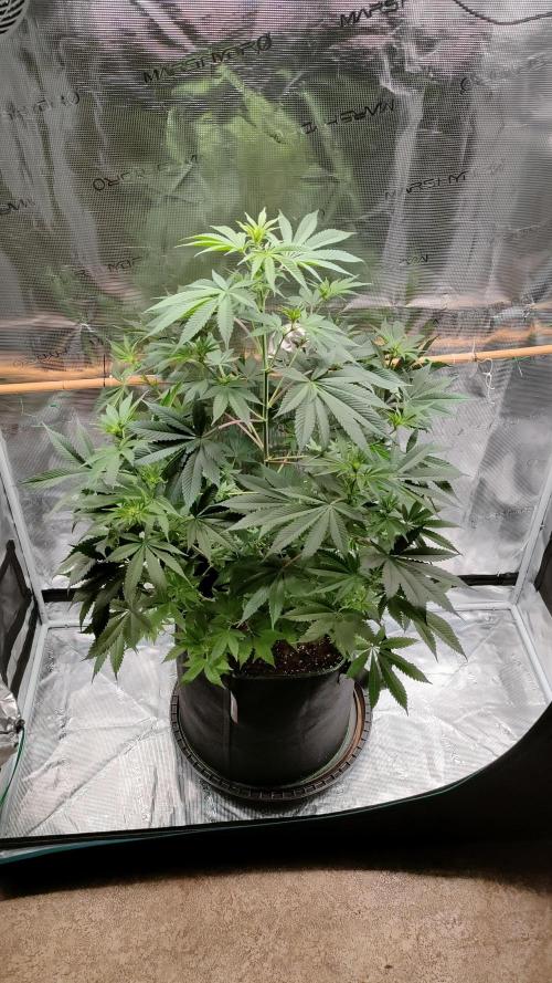 Eternity Grow Cup 2026. Week 9 - Second Tallest: 90 cm