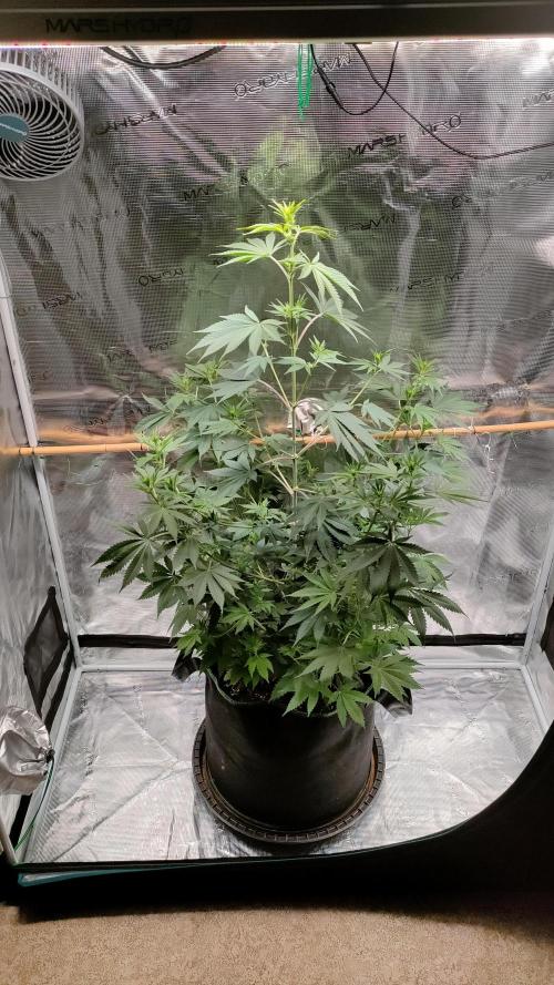 Eternity Grow Cup 2026. Week 9