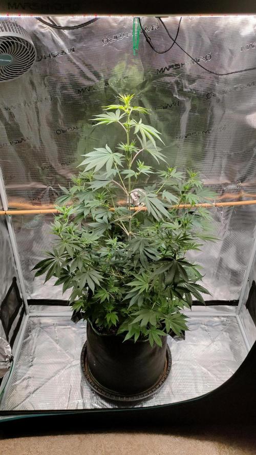 Eternity Grow Cup 2026. Week 9 - Tallest plant: 100 cm