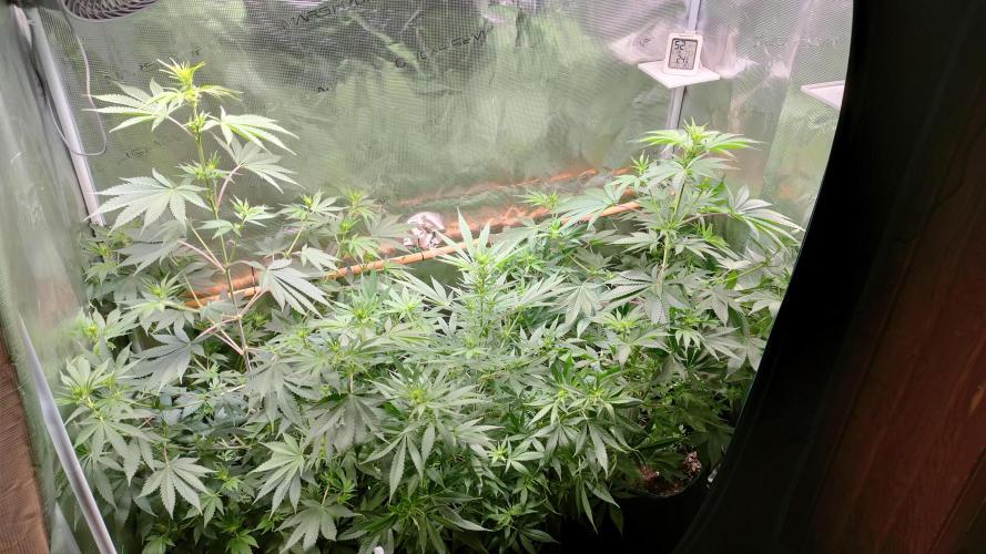 Eternity Grow Cup 2026. Week 9
