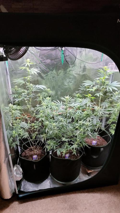 Eternity Grow Cup 2026. Week 10