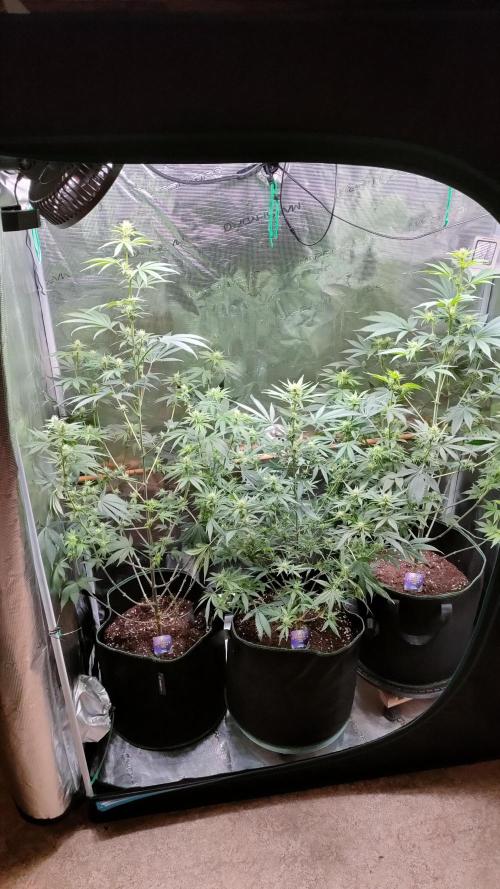 Eternity Grow Cup 2026. Week 10