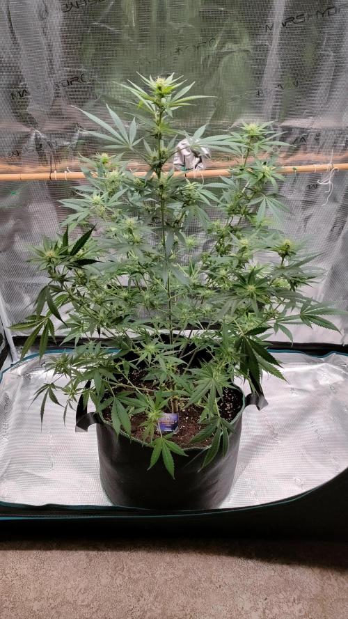 Eternity Grow Cup 2026. Week 10