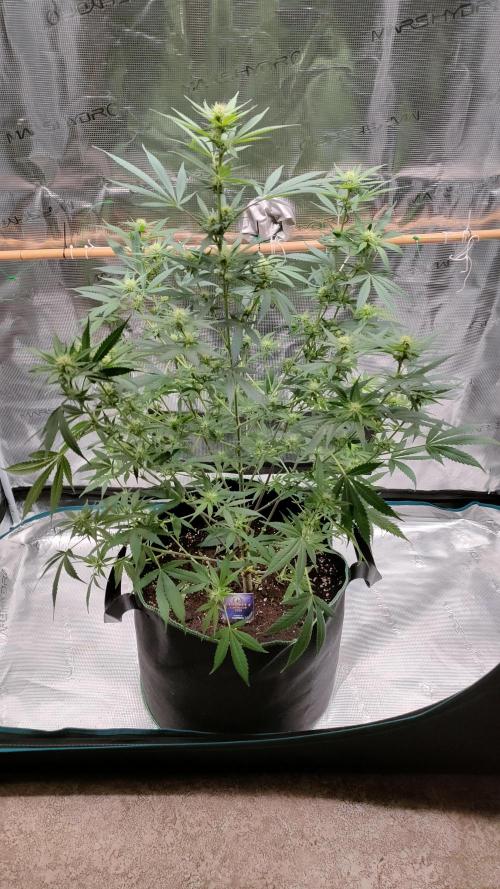 Eternity Grow Cup 2026. Week 10