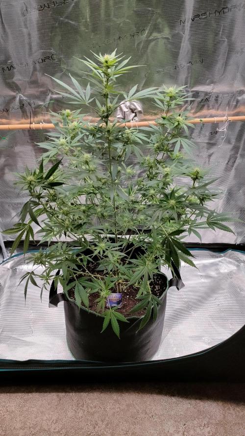 Eternity Grow Cup 2026. Week 10