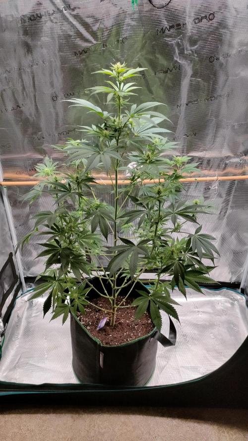 Eternity Grow Cup 2026. Week 10