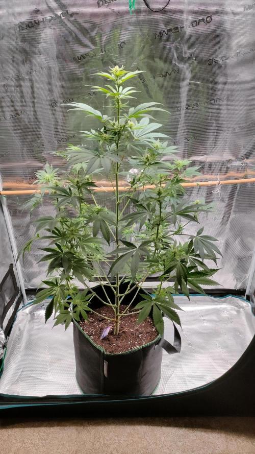 Eternity Grow Cup 2026. Week 10
