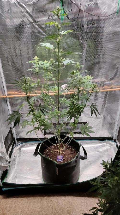Eternity Grow Cup 2026. Week 10