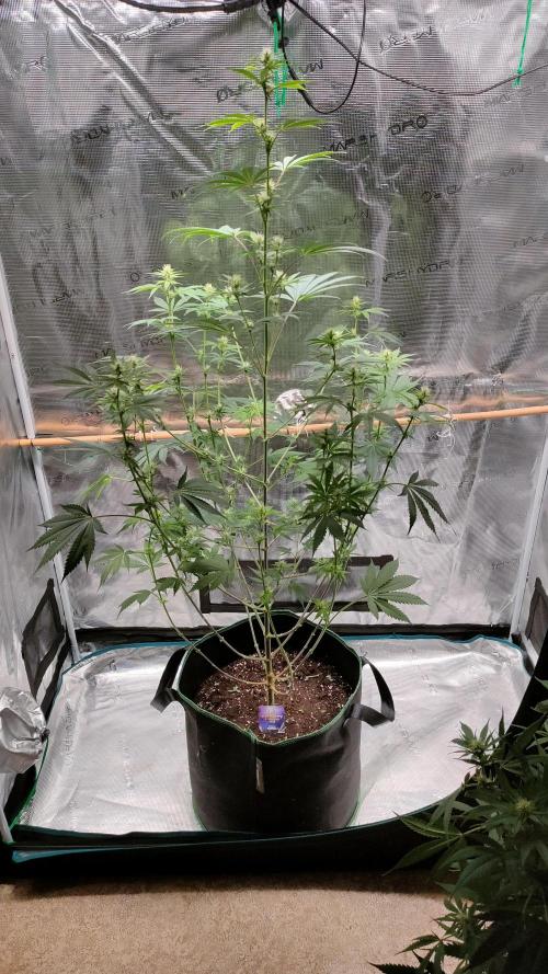 Eternity Grow Cup 2026. Week 10