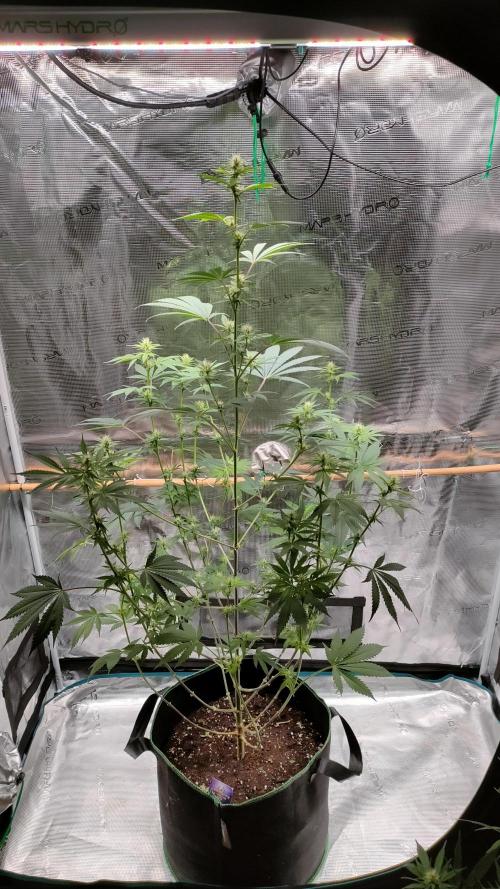 Eternity Grow Cup 2026. Week 10
